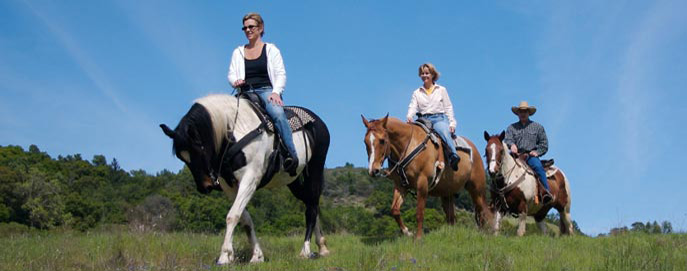 Spirit Horse- Fly Spray Products